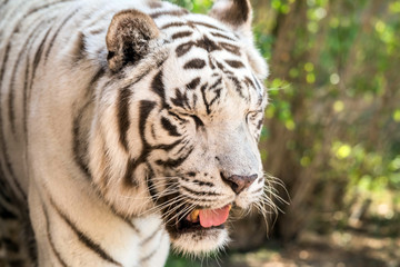 Beautiful wild animal Bengal white tiger (bleached tiger), in Al Ain  Zoo, Safari Park, Al Ain, United Arab Emirates