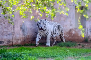 Beautiful wild animal Bengal white tiger (bleached tiger), in Al Ain  Zoo, Safari Park, Al Ain,...
