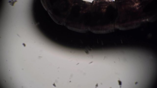 Dark translucent silhouette of a worm moves close-up in microscope. Theme of micro biology and scientific microscopy. Microscopic protozoa in a drop of water magnification. Microcosm background.