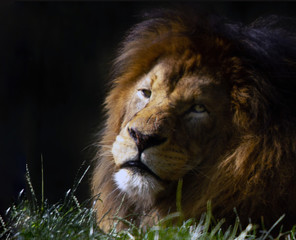 Lion