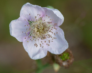 Flowers From Around the World