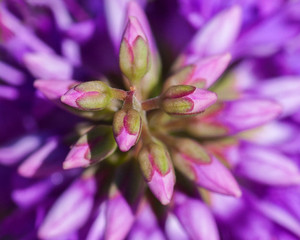 Flowers From Around the World