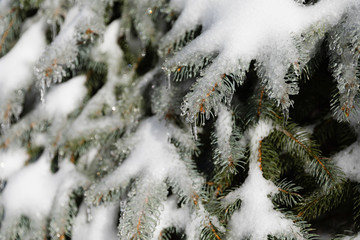 Frozen Branches, Blue Spruce Covered with Ice After An Ice Storm in Winter