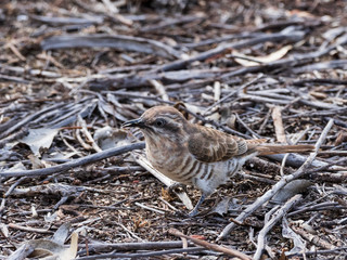 Recently fledged juvenile Horsfield's Bronze Cuckoo (Chrysococcyx basalis) waiting to be fed. 