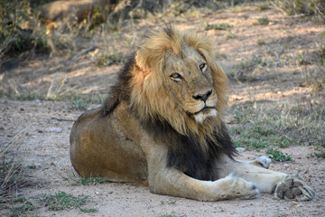 Lion in Kapama Private Game Reserve, South Africa