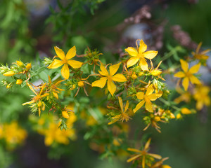 Flowers From Around the World