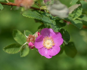 Flowers From Around the World