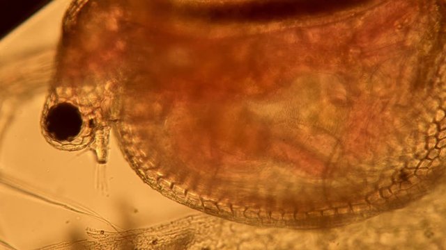 Transparent Daphnia with visible organs under a microscope. Theme of laboratory biological research under microscope. Microscopic protozoa in drop of water magnification. Microcosmic background