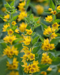 Flowers From Around the World