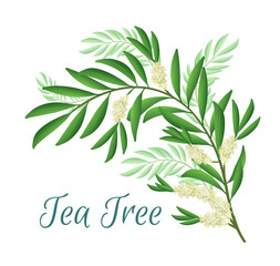 Tea tree branch with flowers and leaves. Malaleuca or tea tree design composition. Vector illustration for use in web design, print or other visual area.