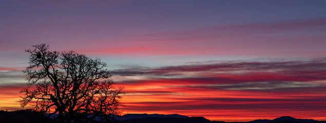 A vivid sunset lights up the sky and contrasts against a winter oak tree in silhouette, black against the vivid color.