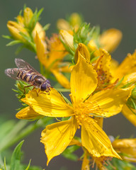 Flowers From Around the World