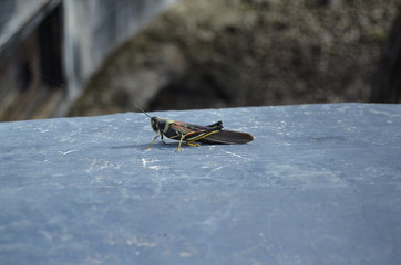 Galapagos painted locust on wall 
