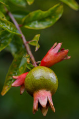 Flowers From Around the World