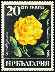 Yellow rose on postage stamp