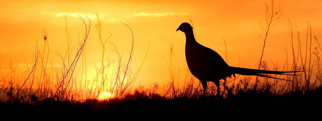 A silhouette of a male ring-necked pheasant against an evening sunset.