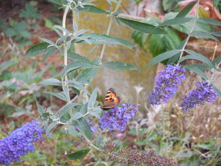 schmetterling emanuel