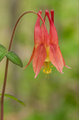 WILD COLUMBINE FLOWER