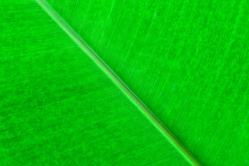 pattern of banana leaf for background and nature design.