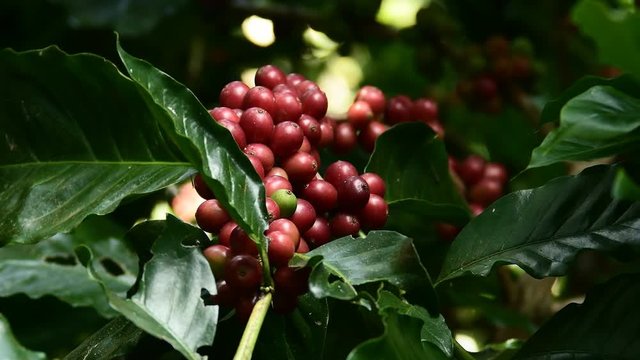Coffee Farmers Picking Coffee Beans Cherries, Coffee beans on tree from branch of coffee plant.