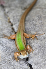  Dalmatian wall lizard (Podarcis melisellensis) from Dinara mountain