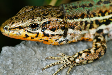  Dalmatian wall lizard (Podarcis melisellensis) from Dinara mountain