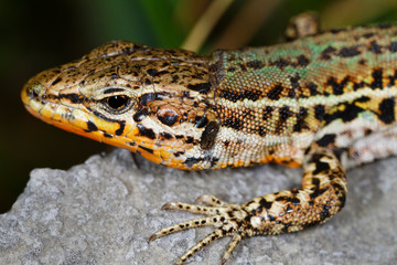  Dalmatian wall lizard (Podarcis melisellensis) from Dinara mountain