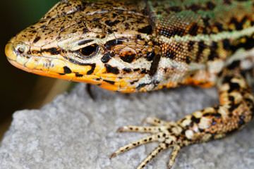  Dalmatian wall lizard (Podarcis melisellensis) from Dinara mountain