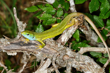 The portrait of the European green lizard (Lacerta viridis), Dinara mountain, Croatia