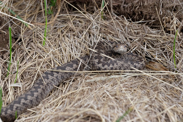 Fototapeta premium Vipera ursini, Ursini's viper, from Dinara mountain, Croatia