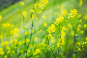There are many beautiful rape blossoms.