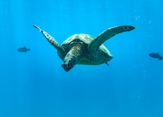 Obraz na płótnie Canvas Sea Turtles, Oahu Hawaii