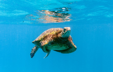 Sea Turtles, Oahu Hawaii