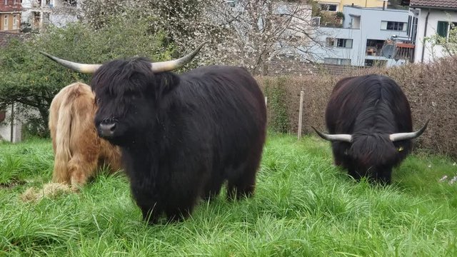 Medium Shot of Highland Cattles (Schottische Hochlandrinder).