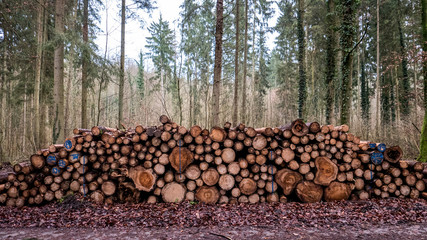 Gefällte und markierte baumstämme im Wald