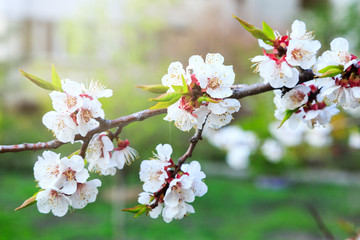 Blossoming cherry trees in spring. Sakura branches with sunlight. Nature background	