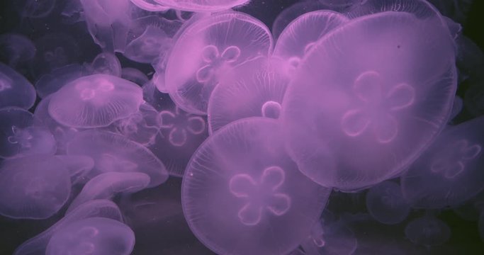 Pink jellyfish swimming in the deep ocean with special color effect. Visualisation for Imagination and dreams. Illustrate fantasy and creativity. Filmed in 4k with rack focus - VFX - Slow motion