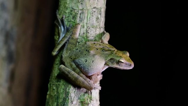 Spot-legged Tree Frog, Polypedates megacephalus, found in the jungle of Thailand in the middle of the night sticking sideways on a dead tree.