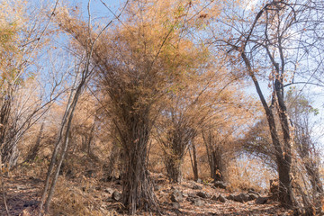 Arid bamboo forest in the mountains