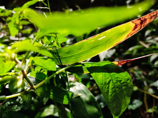 Green bamboo leaf macro shot.