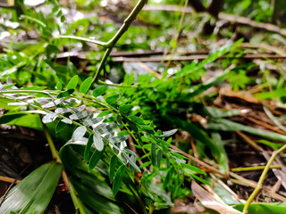 Small green leaves macro shot.