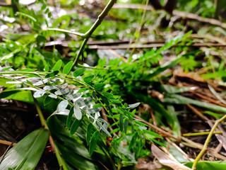 Small green leaves macro shot.