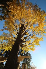 秋のイチョウの葉の風景