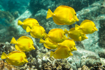 A group of yellow tangs fish swimming in the crystal clear water, Big Island, Hawaii