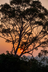 Fototapeta na wymiar Sunset through smoke haze with gum tree silhouette in Victoria, Australia