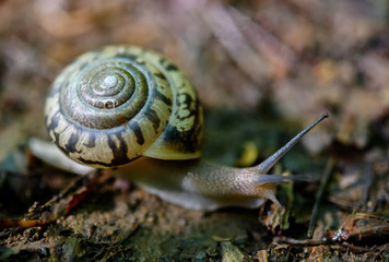 Green and Brown Striped Snail Shell