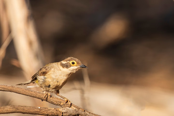 The Brown-headed Honeyeater (Melithreptus brevirostris) is a small honeyeater with a short slender bill. It has plain olive green body with a brown head and has a creamy yellow eye-ring.
