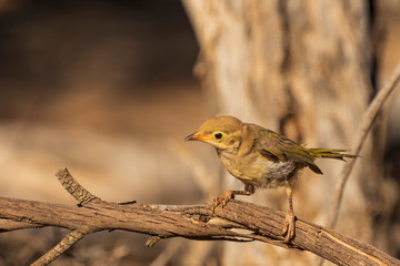 The Brown-headed Honeyeater (Melithreptus brevirostris) is a small honeyeater with a short slender bill. It has plain olive green body with a brown head and has a creamy yellow eye-ring.