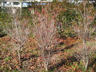 Fototapeta premium 植物3