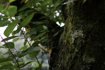 Fototapeta premium tree in forest